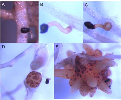 Investigation of Amino Acids As Herbicides for Control of Orobanche minor Parasitism in Red Clover